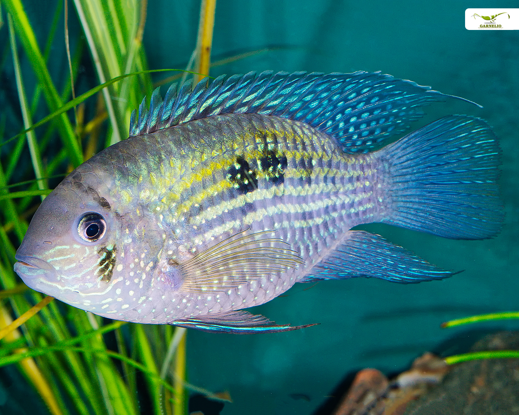 Blue Acara (Aequidens pulcher)